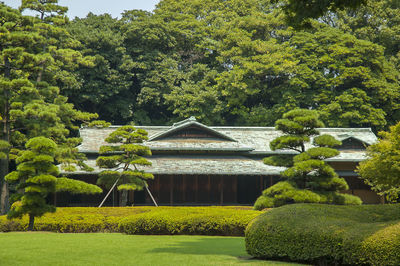 View of trees in garden