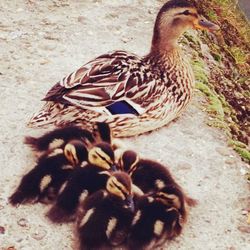 View of birds in park