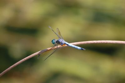 Close-up of dragonfly on plant