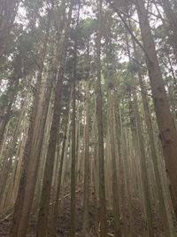 Low angle view of bamboo trees in forest