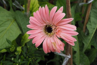 Close-up of bee on pink flower blooming outdoors
