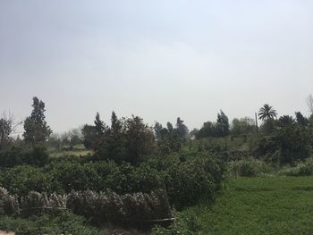 Trees on field against sky