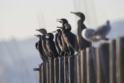 Close-up of bird perching on fence