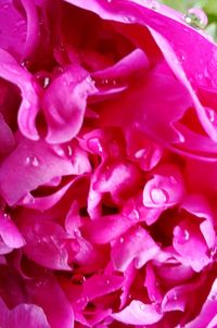 Close up of pink rose flower