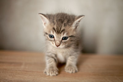 Little kitten stands on a wooden floor and looks in front of itself on a gray wall background.