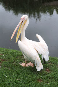 Swan in a lake