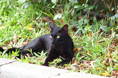 Black cat on grass