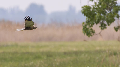 Bird flying over field