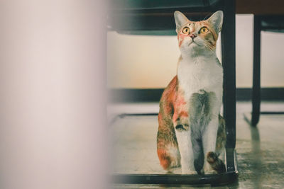 Close-up of a cat looking away