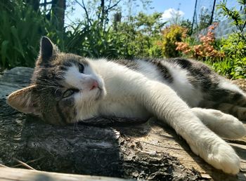 Cat sitting on rock