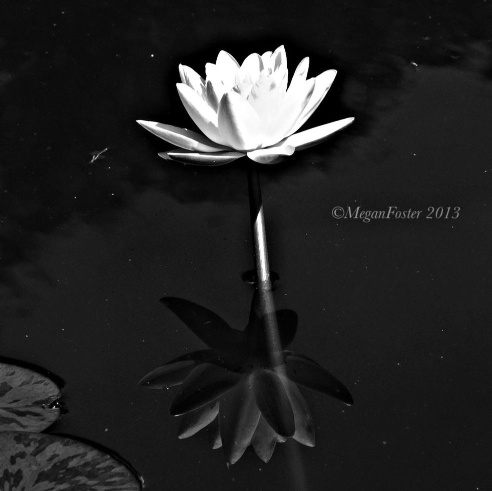 flower, petal, fragility, freshness, flower head, water, beauty in nature, water lily, nature, white color, leaf, pond, high angle view, close-up, growth, floating on water, plant, lake, black background, blooming