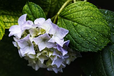 Close-up of wet purple flowering plant