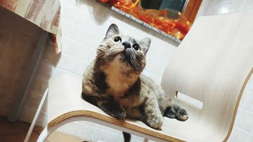 High angle portrait of cat sitting