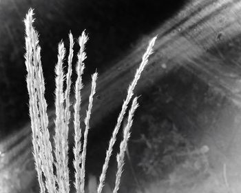 Close-up of vapor trail against sky