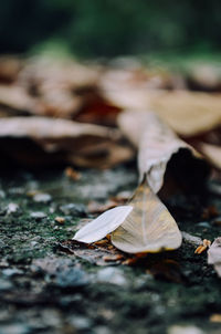 Close-up of autumn leaves on wood