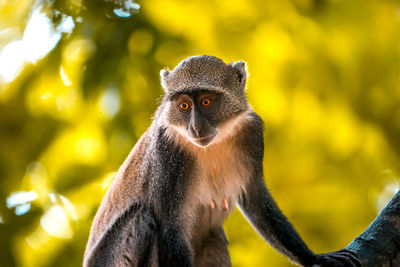 Little wild monkey in the tree of the safari wild park of tsavo east in kenya africa.