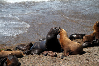 High angle view of sea lion on beach