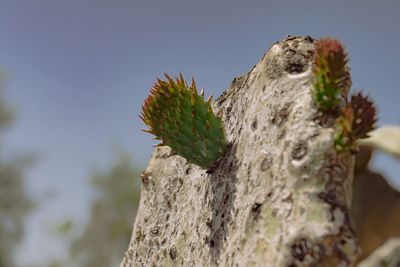 Close-up low angle view of succulent plant against sky