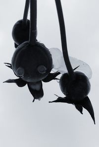 Low angle view of tree against sky