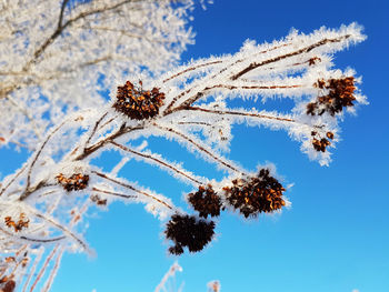 Low angle view of flowering plant against blue sky