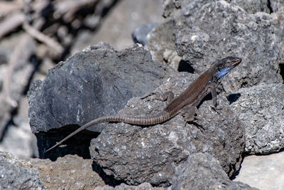 La palma lizard, gallotia galloti palmae, resting on volcanic lava rock in sunlight