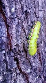 Full frame shot of tree trunk