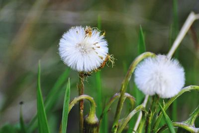 Close-up of dandelion flowers