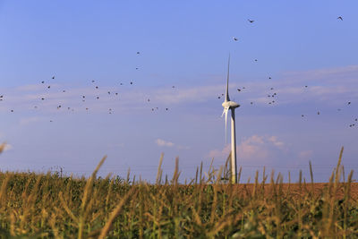 Flock of birds flying over land