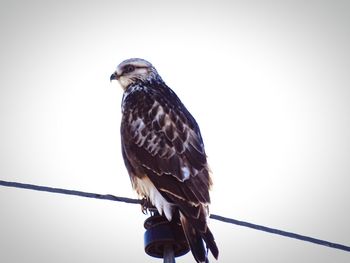 Close-up of bird perching on pole against white background