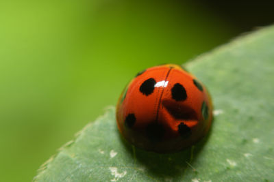 Close-up of ladybug on leaf