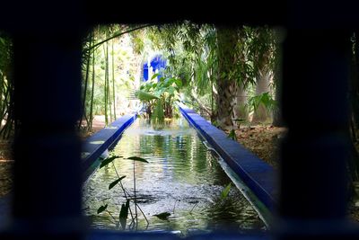 Reflection of trees in swimming pool