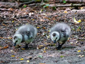 Goslings in a field