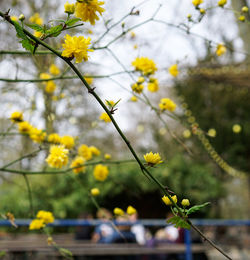 Close-up of flower against blurred background