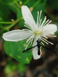 Close-up of insect on white flower