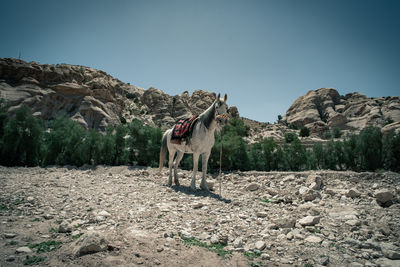 View of a horse on rock against sky