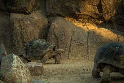 Galapagos giant tortoises on field