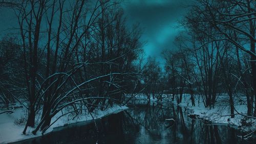 Bare trees in forest during winter