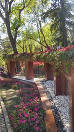 Pink flowers blooming in park