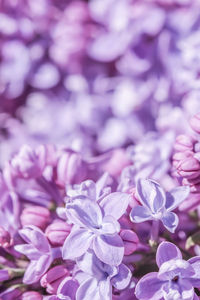 Close-up of purple flowering plants