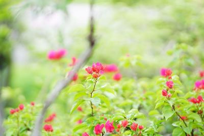 Close-up of pink flowering plants