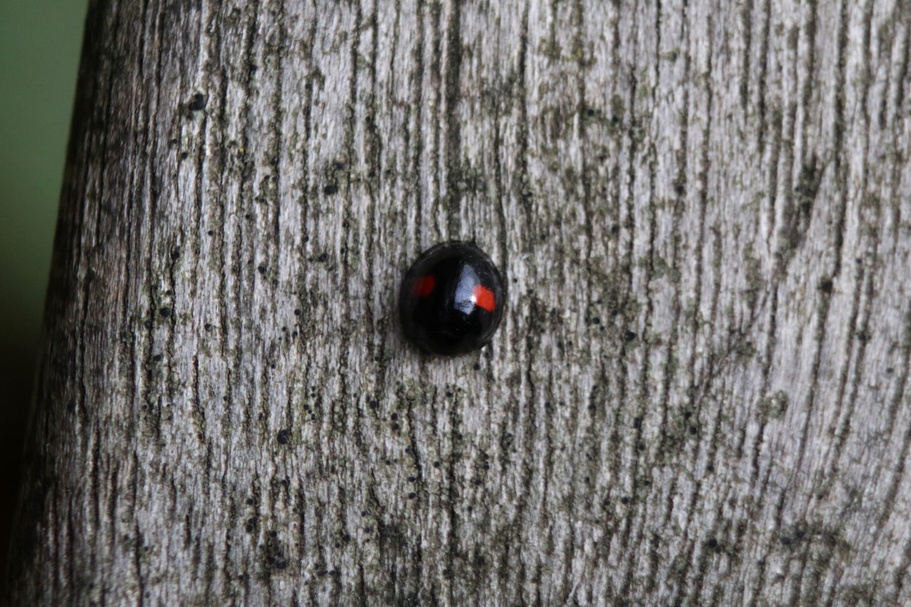 CLOSE-UP OF LADYBUG ON WOODEN TREE TRUNK