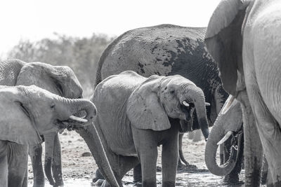 The elephant in namibia