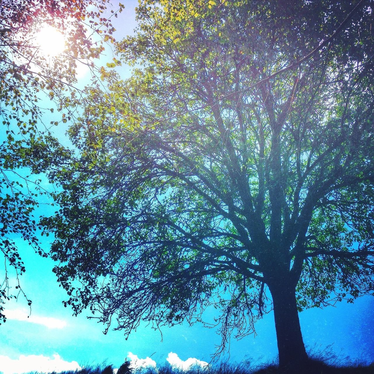 tree, low angle view, tranquility, branch, sun, beauty in nature, nature, growth, sky, sunlight, scenics, tranquil scene, sunbeam, lens flare, silhouette, outdoors, day, no people, blue, idyllic