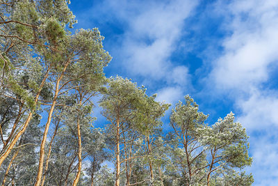 Low angle view of tree against sky