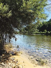 Scenic view of lake in forest