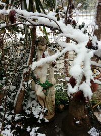 Dog on snow covered tree during winter