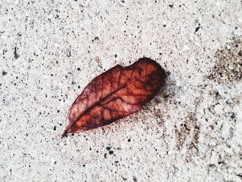 leaf