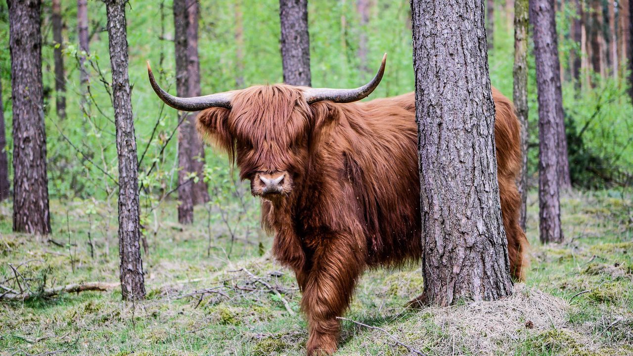 highland cattle, horned, brown, animal hair, cattle, mammal, tree trunk, outdoors, one animal, nature, grass, no people, domestic animals, tree, animal themes, day