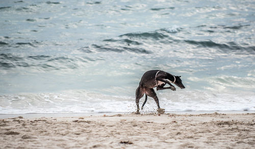 View of dog on beach