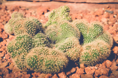 High angle view of succulent plant